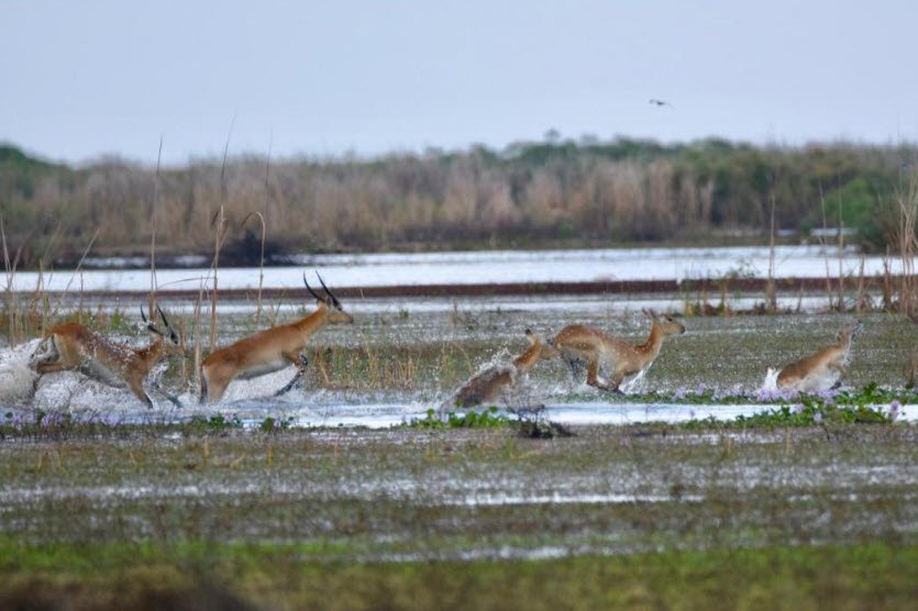 Lochinvar National Park, Southern Province, Zambia